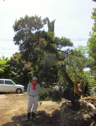 クロマツ